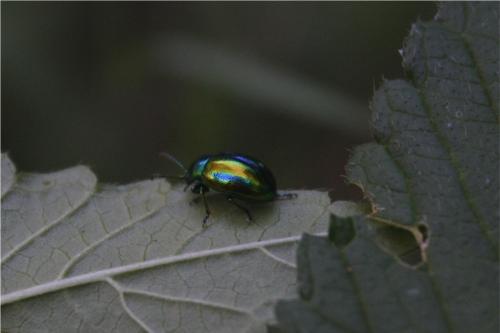 Réf. 346 556 : Chrysolina fastuosa